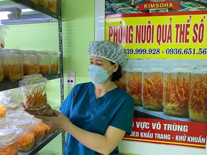 BÍ QUYẾT DUY TRÌ GIỐNG VÀ CHẤT LƯỢNG SAU CHUYỂN GIAO CÔNG NGHỆ ĐÔNG TRÙNG HẠ THẢO