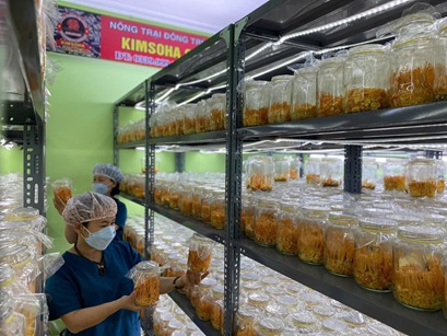 CHI PHÍ ĐẦU TƯ MỘT PHÒNG NUÔI ĐÔNG TRÙNG HẠ THẢO