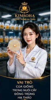 VAI TRÒ CỦA GIỐNG TRONG NUÔI CẤY ĐÔNG TRÙNG HẠ THẢO