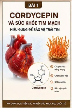 CORDYCEPIN VÀ HỆ TIM MẠCH CON NGƯỜI – NHỮNG ĐIỀU KHOA HỌC ĐANG NGHIÊN CỨU