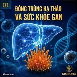 ĐÔNG TRÙNG HẠ THẢO VÀ GAN NHIỄM MỠ: NHỮNG NGHIÊN CỨU KHOA HỌC ĐÁNG CHÚ Ý