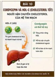 CORDYCEPIN VÀ HDL-C (CHOLESTEROL TỐT) – NGƯỜI VẬN CHUYỂN CHOLESTEROL CỦA HỆ TIM MẠCH