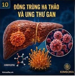 ĐÔNG TRÙNG HẠ THẢO TRONG CÁC NGHIÊN CỨU VỀ UNG THƯ GAN: NHỮNG ĐIỀU KHOA HỌC ĐÃ VÀ CHƯA BIẾT