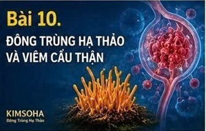 ĐÔNG TRÙNG HẠ THẢO VÀ SUY THẬN MẠN: NHỮNG ĐIỀU ĐÃ BIẾT VÀ CHƯA BIẾT TỪ CÁC NGHIÊN CỨU KHOA HỌC