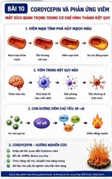 CORDYCEPIN VÀ PHẢN ỨNG VIÊM – MẮT XÍCH QUAN TRỌNG TRONG CƠ CHẾ HÌNH THÀNH ĐỘT QUỴ
