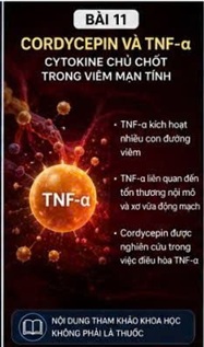 CORDYCEPIN VÀ NITRIC OXIDE (NO) – PHÂN TỬ TÍN HIỆU QUAN TRỌNG CỦA HỆ TIM MẠCH