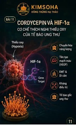 CORDYCEPIN VÀ HIF-1α – CƠ CHẾ THÍCH NGHI THIẾU OXY CỦA TẾ BÀO UNG THƯ