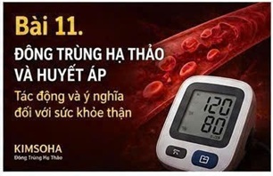 CORDYCEPIN VÀ CÁC CON ĐƯỜNG TÍN HIỆU VIÊM TRONG THẬN: GÓC NHÌN TỪ Y HỌC HIỆN ĐẠI