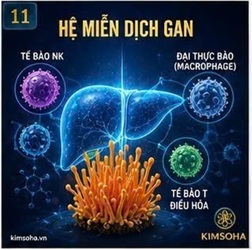 ĐÔNG TRÙNG HẠ THẢO VÀ HỆ MIỄN DỊCH GAN: NHỮNG ĐIỀU KHOA HỌC ĐANG KHÁM PHÁ