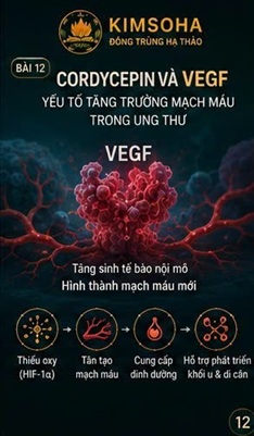 CORDYCEPIN VÀ VEGF – YẾU TỐ TĂNG TRƯỞNG MẠCH MÁU TRONG UNG THƯ HỌC HIỆN ĐẠI