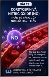 CORDYCEPIN VÀ CHỨC NĂNG GIÃN MẠCH – CƠ CHẾ QUAN TRỌNG BẢO VỆ HỆ TIM MẠCH