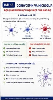 CORDYCEPIN VÀ MICROGLIA – ĐỘI QUÂN MIỄN DỊCH ĐẶC BIỆT CỦA NÃO BỘ