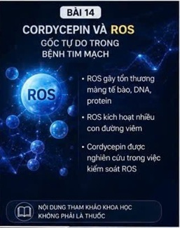 CORDYCEPIN VÀ GỐC TỰ DO ROS – YẾU TỐ TRUNG TÂM TRONG LÃO HÓA VÀ BỆNH TIM MẠCH