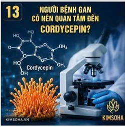 NGƯỜI BỆNH GAN CÓ NÊN QUAN TÂM ĐẾN CORDYCEPIN? GÓC NHÌN TỪ CÁC NGHIÊN CỨU KHOA HỌC HIỆN ĐẠI