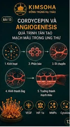 CORDYCEPIN VÀ ANGIOGENESIS – QUÁ TRÌNH TÂN TẠO MẠCH MÁU TRONG UNG THƯ