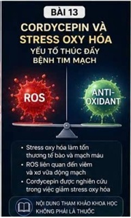 CORDYCEPIN VÀ STRESS OXY HÓA TRONG TIM MẠCH – KẺ THÙ THẦM LẶNG CỦA MẠCH MÁU