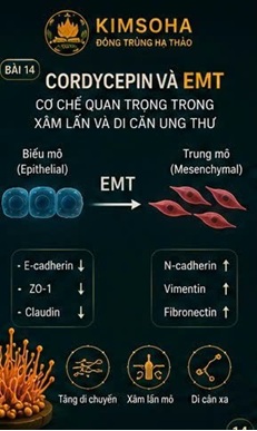CORDYCEPIN VÀ EMT (EPITHELIAL-MESENCHYMAL TRANSITION) – CƠ CHẾ QUAN TRỌNG TRONG XÂM LẤN VÀ DI CĂN UNG THƯ