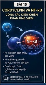 CORDYCEPIN VÀ VIÊM MẠN TÍNH MẠCH MÁU – MẮT XÍCH QUAN TRỌNG TRONG BỆNH TIM MẠCH HIỆN ĐẠI