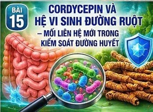 CORDYCEPIN VÀ HỆ VI SINH ĐƯỜNG RUỘT – MỐI LIÊN HỆ MỚI TRONG KIỂM SOÁT ĐƯỜNG HUYẾT