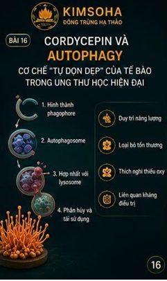 CORDYCEPIN VÀ AUTOPHAGY – CƠ CHẾ “TỰ DỌN DẸP” CỦA TẾ BÀO TRONG UNG THƯ HỌC HIỆN ĐẠI