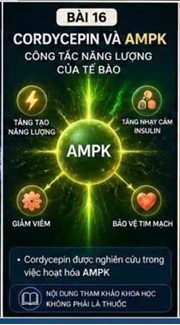 CORDYCEPIN VÀ CYTOKINE VIÊM TIM MẠCH – NHỮNG PHÂN TỬ TÍN HIỆU QUAN TRỌNG TRONG BỆNH TIM MẠCH