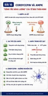 CORDYCEPIN VÀ AMPK – “CÔNG TẮC NĂNG LƯỢNG” CỦA TẾ BÀO THẦN KINH