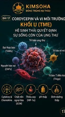 CORDYCEPIN VÀ VI MÔI TRƯỜNG KHỐI U (TUMOR MICROENVIRONMENT - TME) – HỆ SINH THÁI QUYẾT ĐỊNH SỰ SỐNG CÒN CỦA UNG THƯ