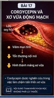 CORDYCEPIN VÀ TNF-α – CYTOKINE VIÊM QUAN TRỌNG TRONG BỆNH TIM MẠCH