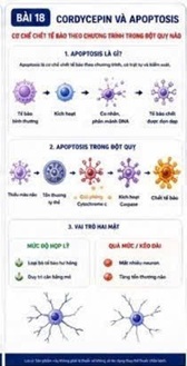 CORDYCEPIN VÀ APOPTOSIS – CƠ CHẾ CHẾT TẾ BÀO THEO CHƯƠNG TRÌNH TRONG ĐỘT QUỴ NÃO