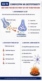 CORDYCEPIN VÀ EXCITOTOXICITY – HIỆN TƯỢNG “NGỘ ĐỘC KÍCH THÍCH” GÂY CHẾT TẾ BÀO THẦN KINH SAU ĐỘT QUỴ
