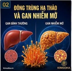 CORDYCEPIN VÀ VAI TRÒ TRONG NGHIÊN CỨU BẢO VỆ TẾ BÀO GAN