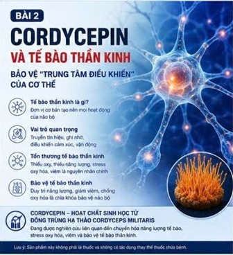 CORDYCEPIN VÀ ĐỘT QUỴ NÃO – VÌ SAO NÃO BỘ ĐẶC BIỆT NHẠY CẢM VỚI THIẾU OXY?