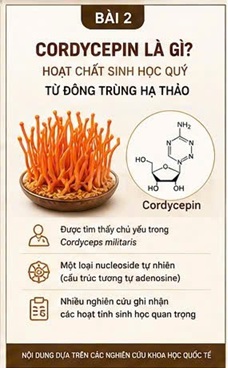 CORDYCEPIN VÀ SỨC KHỎE MẠCH MÁU – NỀN TẢNG CỦA HỆ TIM MẠCH KHỎE MẠNH