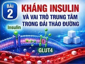 CORDYCEPIN VÀ INSULIN – HORMONE QUYẾT ĐỊNH ĐƯỜNG HUYẾT CỦA CƠ THỂ