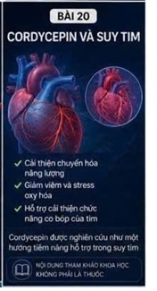 CORDYCEPIN VÀ AMPK – "CÔNG TẮC NĂNG LƯỢNG" ĐƯỢC GIỚI KHOA HỌC TIM MẠCH ĐẶC BIỆT QUAN TÂM