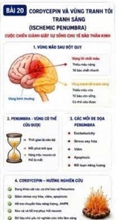CORDYCEPIN VÀ VÙNG TRANH TỐI TRANH SÁNG (ISCHEMIC PENUMBRA) – CUỘC CHIẾN GIÀNH GIẬT SỰ SỐNG CHO TẾ BÀO THẦN KINH