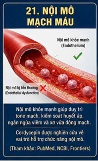 CORDYCEPIN VÀ CHỨC NĂNG NỘI MÔ MẠCH MÁU – NỀN TẢNG CỦA MỘT HỆ TIM MẠCH KHỎE MẠNH