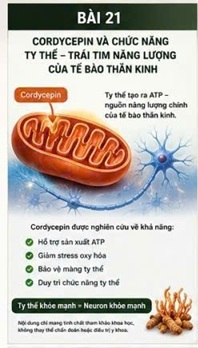 CORDYCEPIN VÀ TUẦN HOÀN BÀNG HỆ – HỆ THỐNG “ĐƯỜNG VÒNG CỨU MẠNG” CỦA NÃO BỘ