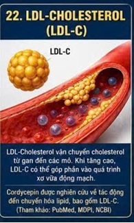 CORDYCEPIN VÀ TẾ BÀO NỘI MÔ – HÀNG RÀO BẢO VỆ ĐẦU TIÊN CỦA HỆ TIM MẠCH