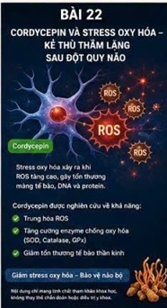 CORDYCEPIN VÀ HÀNG RÀO MÁU NÃO (BLOOD-BRAIN BARRIER) – LÁ CHẮN SINH HỌC QUAN TRỌNG NHẤT CỦA NÃO BỘ