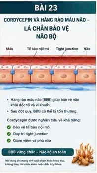 CORDYCEPIN VÀ TẾ BÀO HÌNH SAO (ASTROCYTES) – NHỮNG NGƯỜI CHĂM SÓC THẦM LẶNG CỦA NÃO BỘ