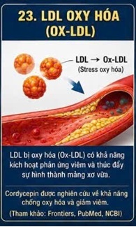 CORDYCEPIN VÀ LDL-CHOLESTEROL – YẾU TỐ QUAN TRỌNG TRONG SỨC KHỎE TIM MẠCH