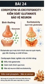 CORDYCEPIN VÀ TẾ BÀO NỘI MÔ MẠCH MÁU (ENDOTHELIAL CELLS) – NGƯỜI GÁC CỔNG CỦA HỆ TUẦN HOÀN NÃO