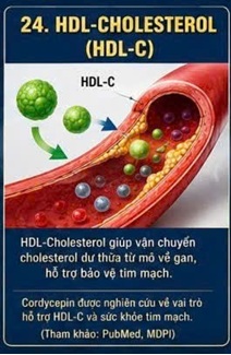 CORDYCEPIN VÀ LDL OXY HÓA (OX-LDL) – MẮT XÍCH QUAN TRỌNG TRONG QUÁ TRÌNH XƠ VỮA ĐỘNG MẠCH