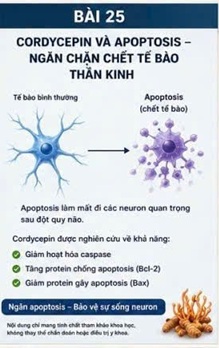 CORDYCEPIN VÀ eNOS – ENZYME QUYẾT ĐỊNH SỨC KHỎE CỦA MẠCH MÁU NÃO