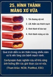 CORDYCEPIN VÀ HDL-CHOLESTEROL – "CHOLESTEROL TỐT" TRONG SỨC KHỎE TIM MẠCH