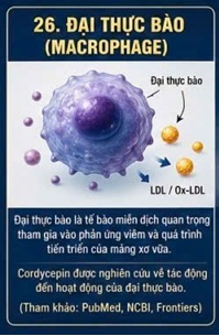 CORDYCEPIN VÀ QUÁ TRÌNH HÌNH THÀNH MẢNG XƠ VỮA ĐỘNG MẠCH – KẺ THÙ THẦM LẶNG CỦA HỆ TIM MẠCH