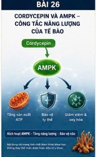 CORDYCEPIN VÀ NITRIC OXIDE (NO) – PHÂN TỬ TÍN HIỆU QUAN TRỌNG TRONG BẢO VỆ NÃO BỘ