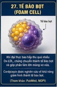 CORDYCEPIN VÀ ĐẠI THỰC BÀO – NHỮNG "CHIẾN BINH MIỄN DỊCH" TRONG XƠ VỮA ĐỘNG MẠCH