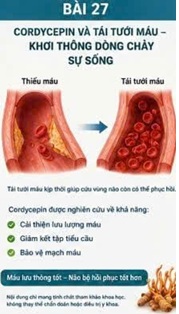 CORDYCEPIN VÀ PEROXYNITRITE – PHÂN TỬ OXY HÓA NGUY HIỂM TRONG TỔN THƯƠNG NÃO SAU ĐỘT QUỴ